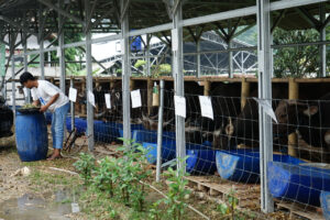 untung para peternak Dompet Dhuafa Farm