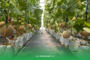Melon tipe Muskmelon hasil panen dari Greenhouse Pesantren Tahfiz Green Lido